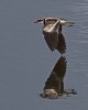 Black-fronted Dotterel